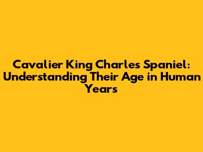 Cavalier King Charles Spaniel: Understanding Their Age in Human Years