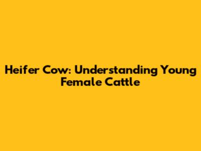 Heifer Cow: Understanding Young Female Cattle