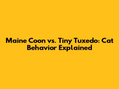 Maine Coon vs. Tiny Tuxedo: Cat Behavior Explained