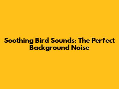 Soothing Bird Sounds: The Perfect Background Noise