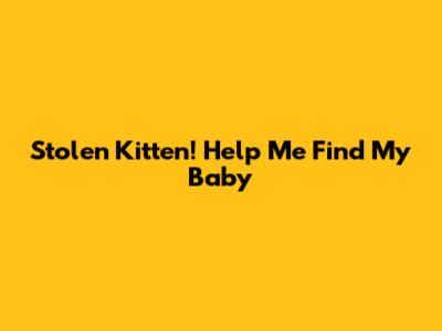 Stolen Kitten! Help Me Find My Baby