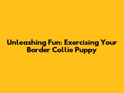 Unleashing Fun: Exercising Your Border Collie Puppy